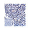 ProSci RF16094 B7H3 Antibody