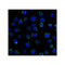 ProSci RF16095 B7H3 Antibody