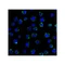 ProSci RF16095 B7H3 Antibody