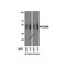 (GS1-7038) CD80 Detection Set (Risk Free) ProSci 1 Set/Unit