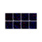 (GS1-7038) CD80 Detection Set (Risk Free) ProSci 1 Set/Unit
