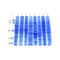 (GS1-188) Rat Normal Tissue Blot II ProSci One blot/Unit