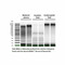 (11-363) Quick-cfDNA Serum & Plasma Kit Zymo Research 50 Preps/Unit