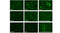 jetOPTIMUS® DNA Transfection Reagent
