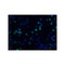 ProSci 1141 DFF45 Antibody