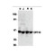 ProSci 1141 DFF45 Antibody