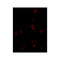 ProSci 4999 KLRA1 Antibody