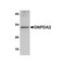 ProSci 5061 GNPDA2 Antibody