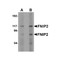 ProSci 5045 FNIP2 Antibody
