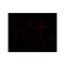 ProSci 5193 SCARB1 Antibody