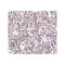 ProSci 5193 SCARB1 Antibody