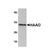 ProSci 5251 HAAO Antibody