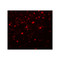 ProSci 5545 Girdin Antibody