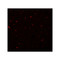 ProSci 5593 CALHM1 Antibody