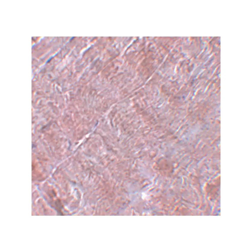 ProSci 5665 RANBP10 Antibody