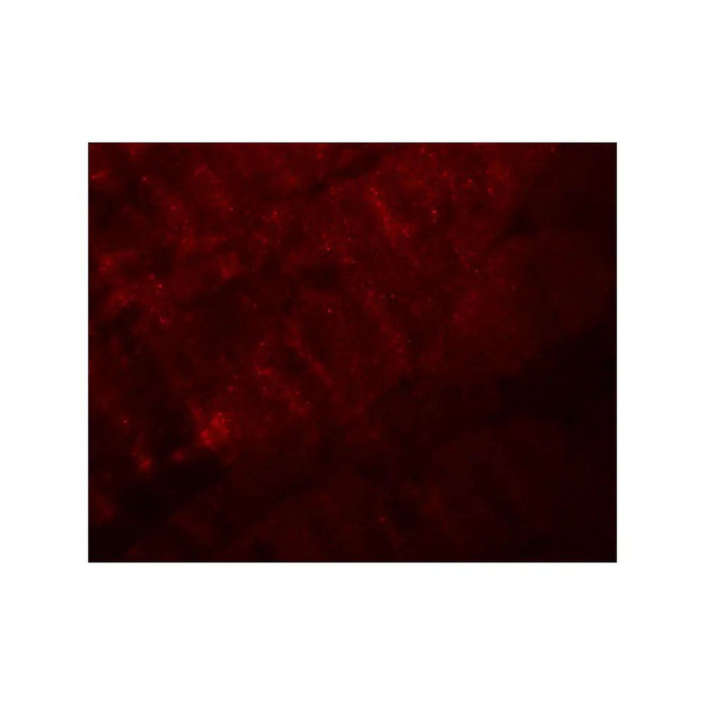 ProSci 5665 RANBP10 Antibody
