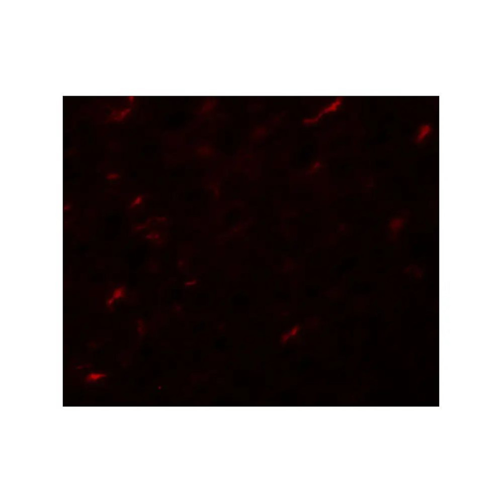 ProSci 5731 APC7 Antibody