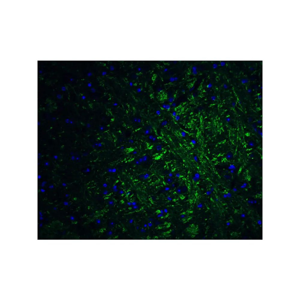 ProSci 5555 PRDM16 Antibody