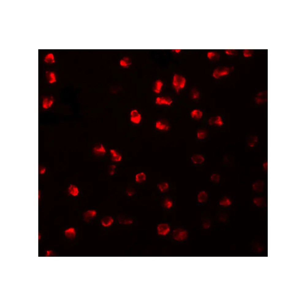 ProSci 5589 ARHGAP18 Antibody
