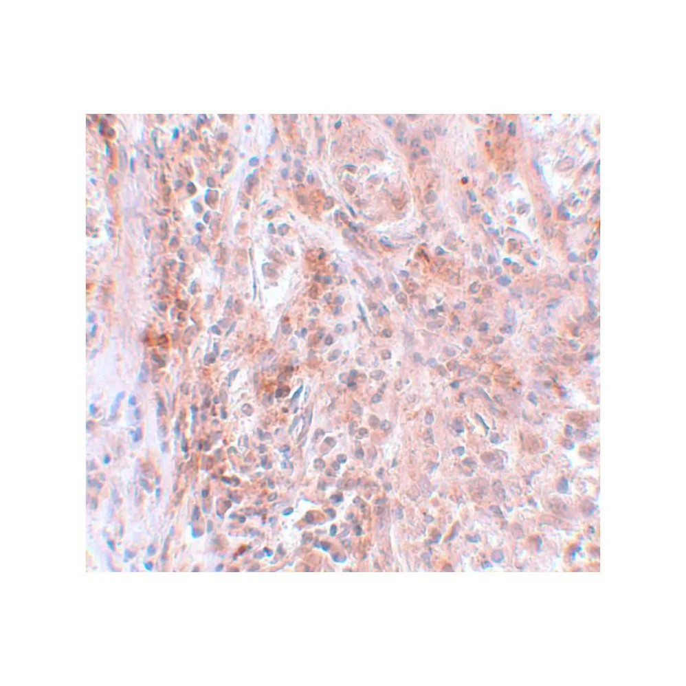 ProSci 5627 BCAS2 Antibody