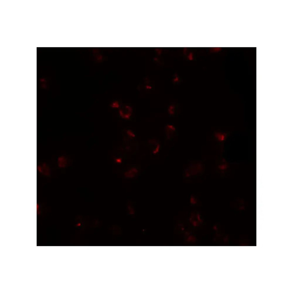 ProSci 5831 FREM2 Antibody