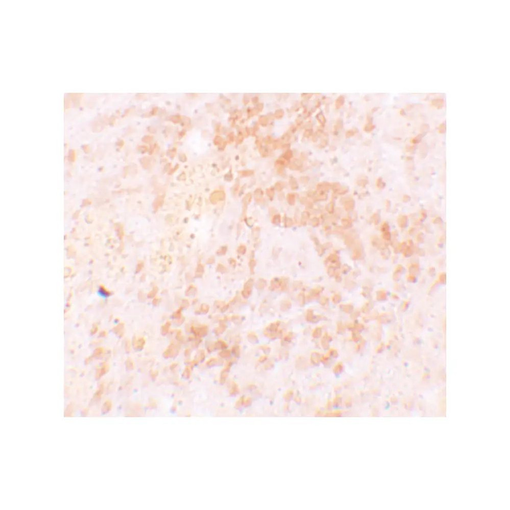 ProSci 5875 HVCN1 Antibody