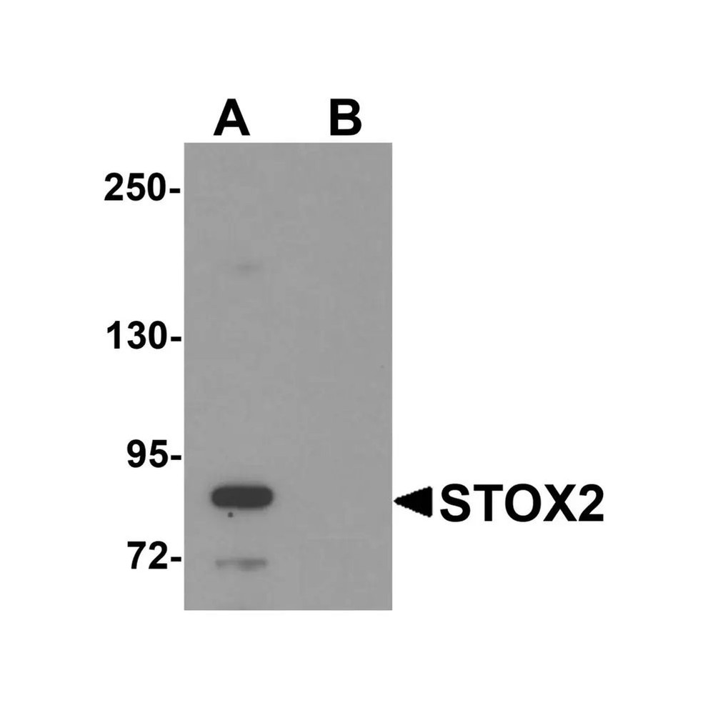 ProSci 6061 STOX2 Antibody
