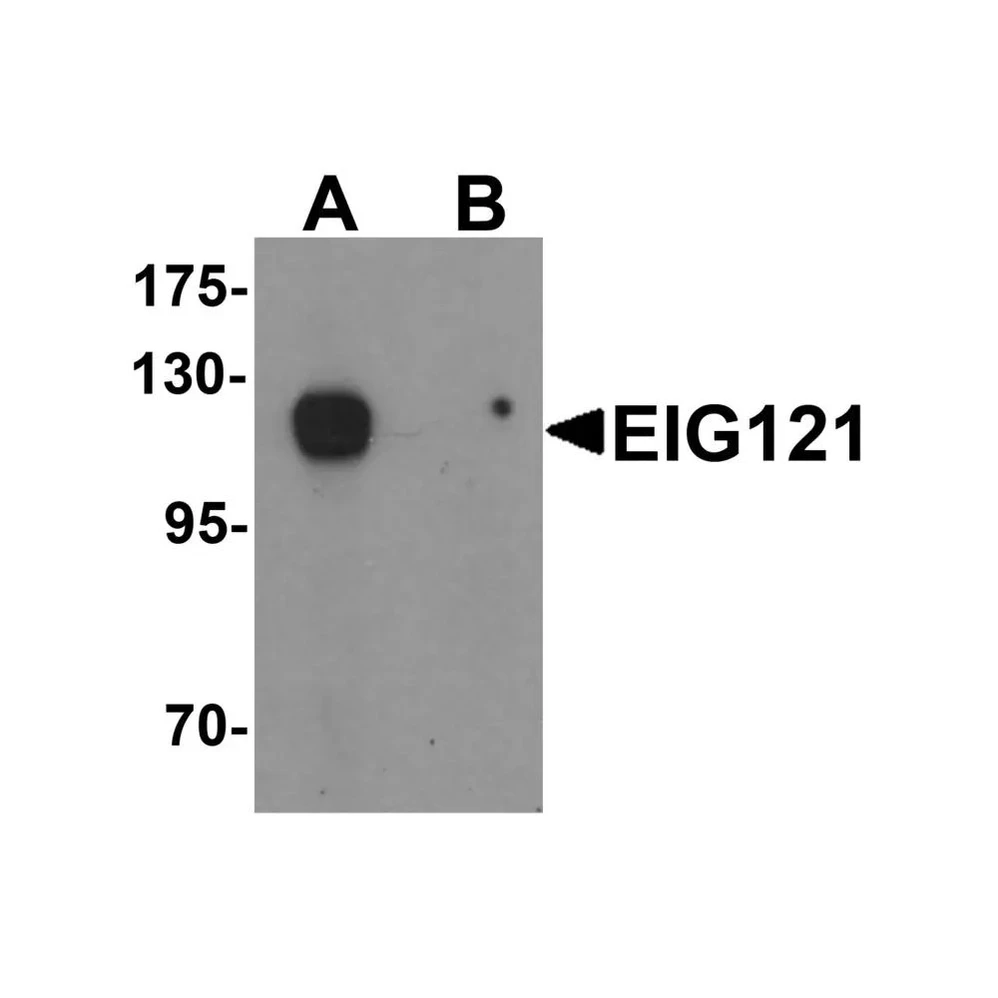 ProSci 6443 EIG121 Antibody