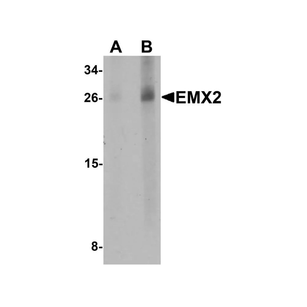 ProSci 6627 EMX2 Antibody