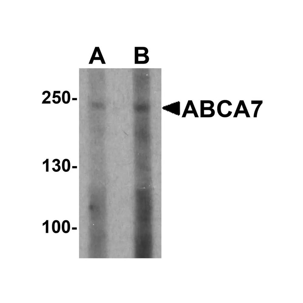 ProSci 6889 ABCA7 Antibody
