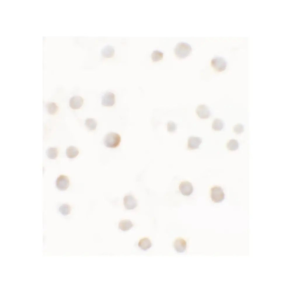 ProSci 6889 ABCA7 Antibody