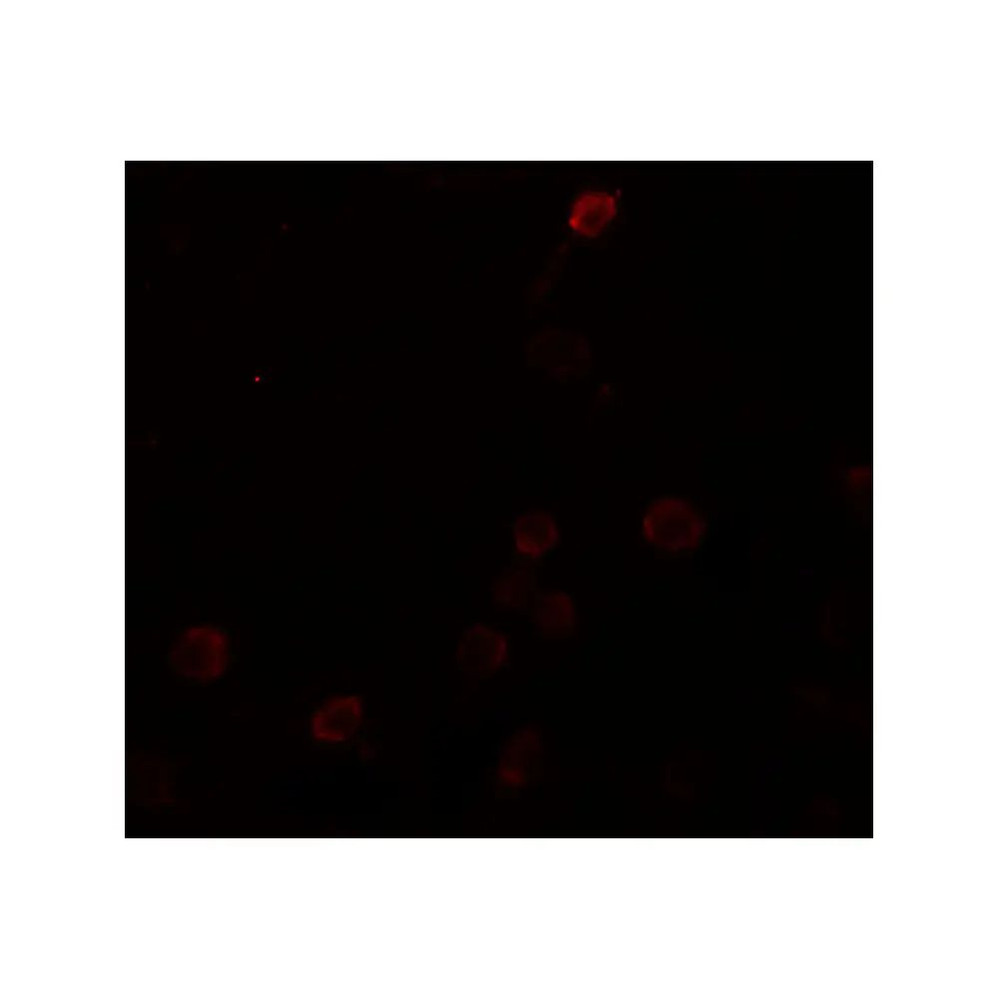 ProSci 6903 SEPT1 Antibody