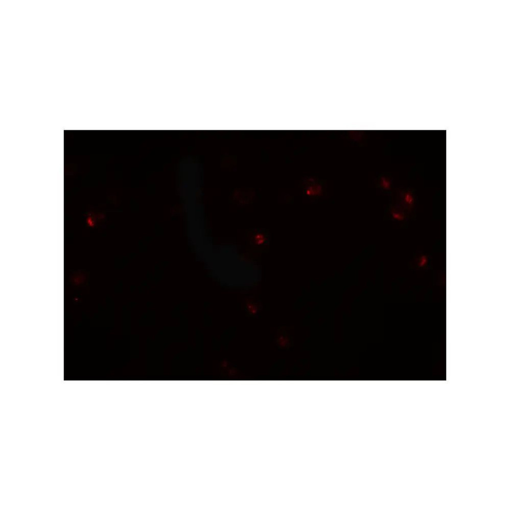 ProSci 6961 CRIM1 Antibody