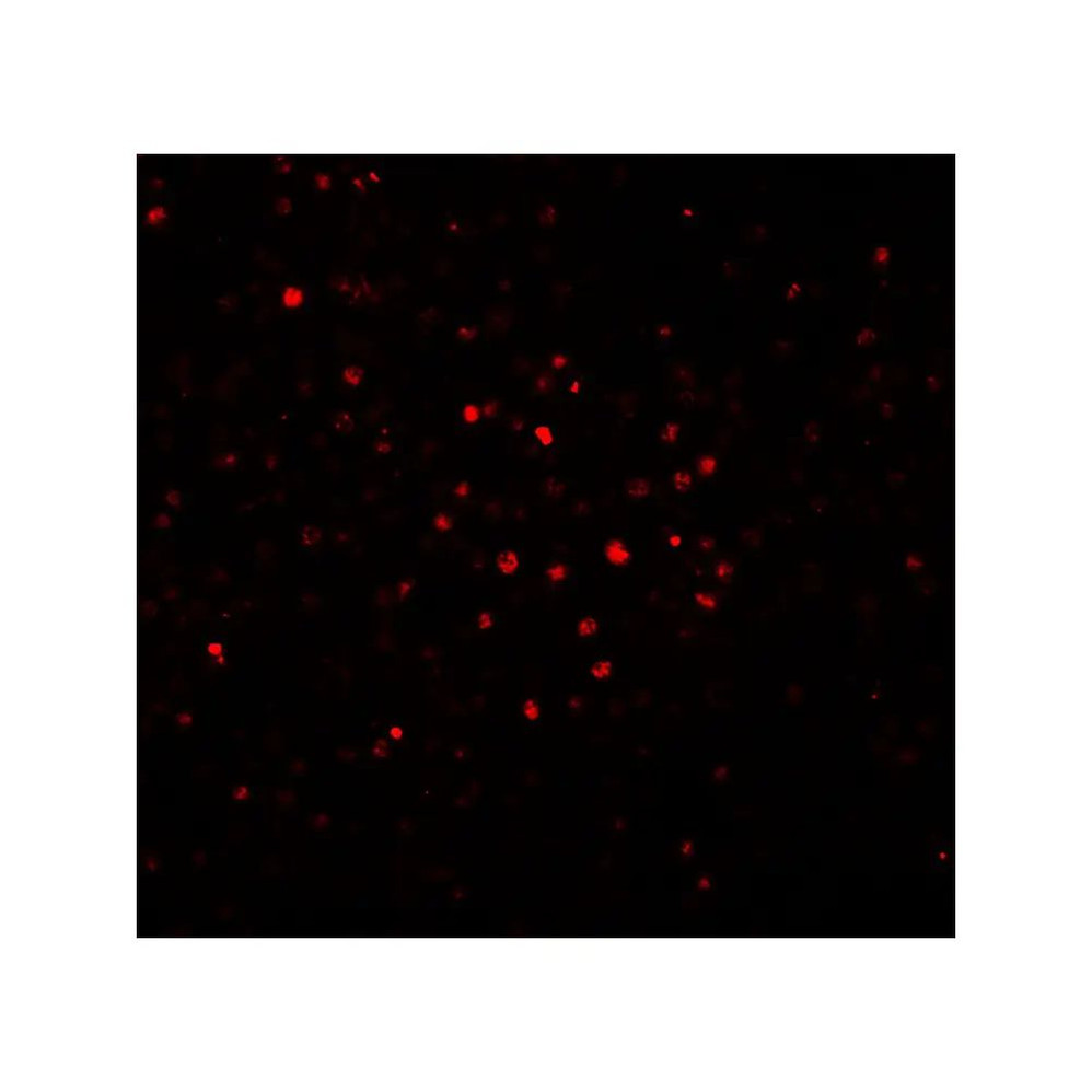 ProSci 7069 BATF Antibody