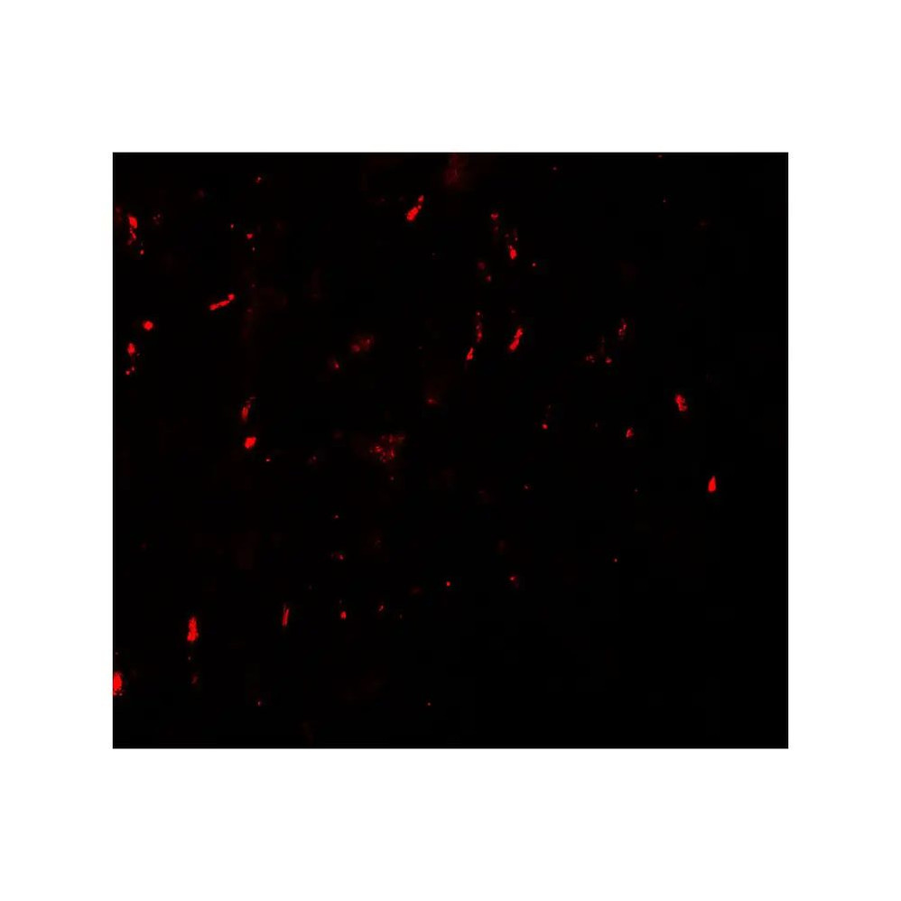 ProSci 7083 MYT1L Antibody
