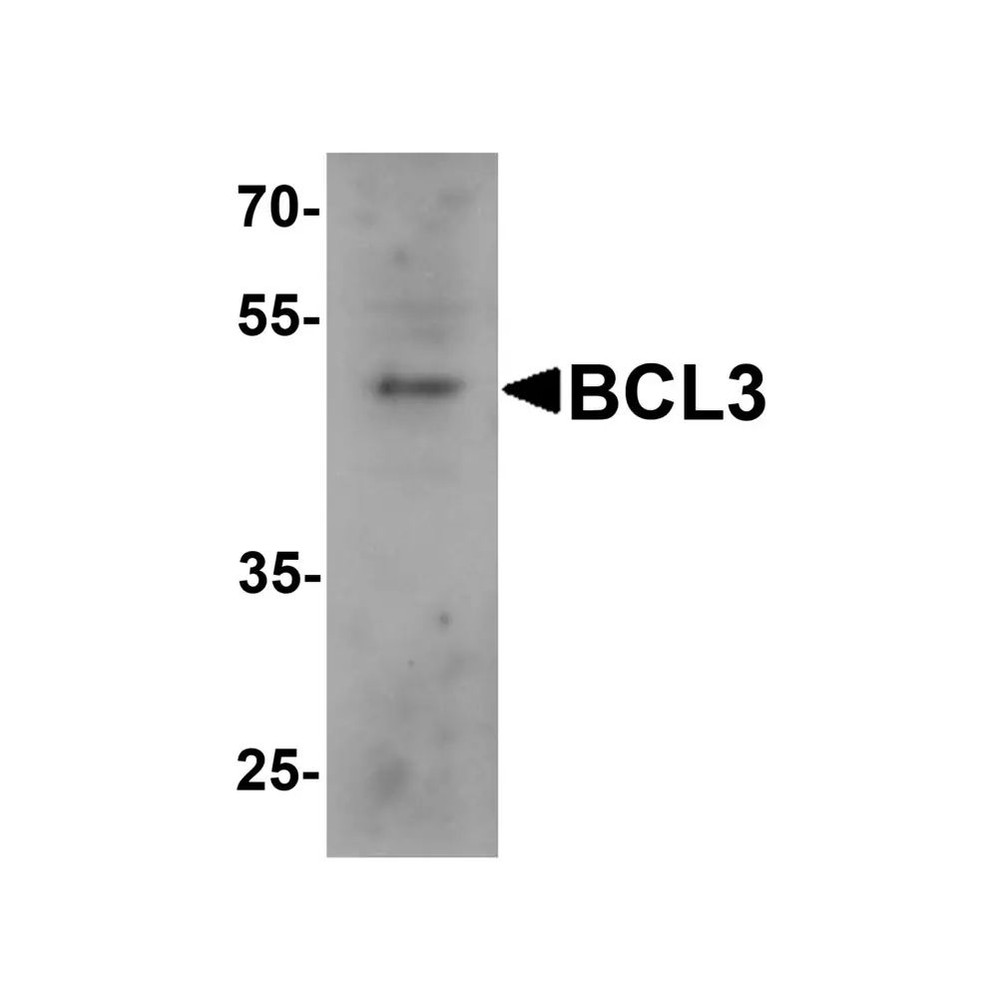 ProSci 7183 BCL3 Antibody