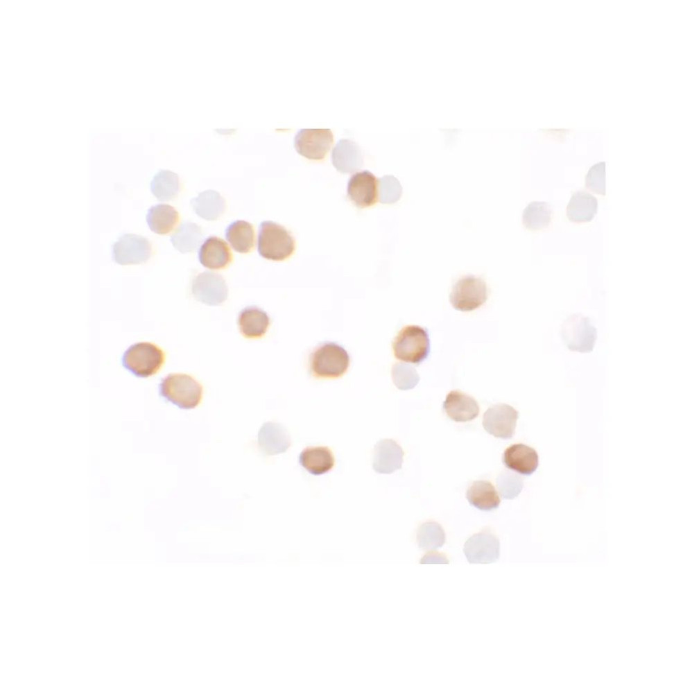 ProSci 7263 KREMEN2 Antibody