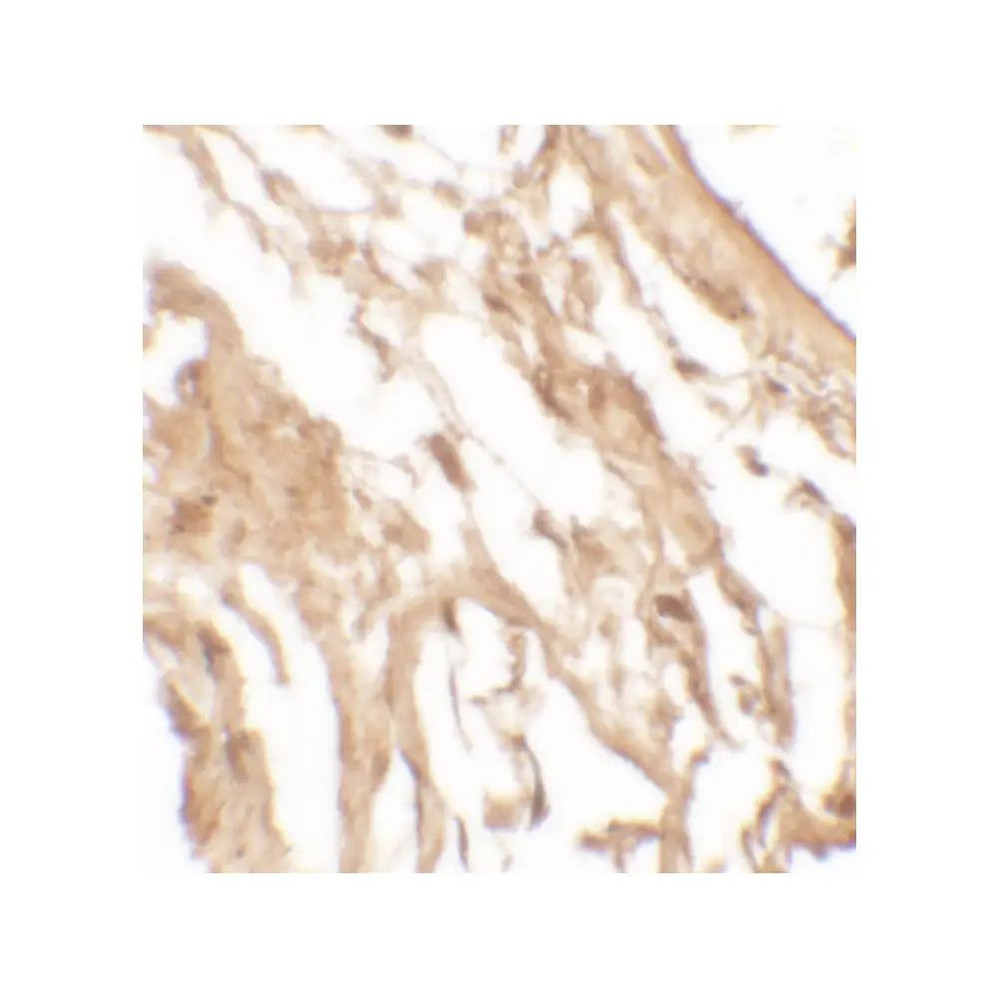 ProSci 7499 IL-37 Antibody