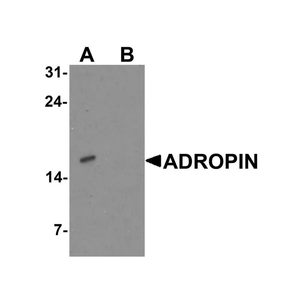 ProSci 7527 ADROPIN Antibody