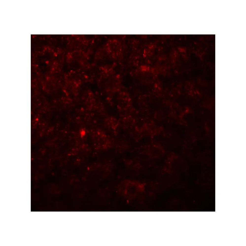 ProSci 7619 Betatrophin Antibody