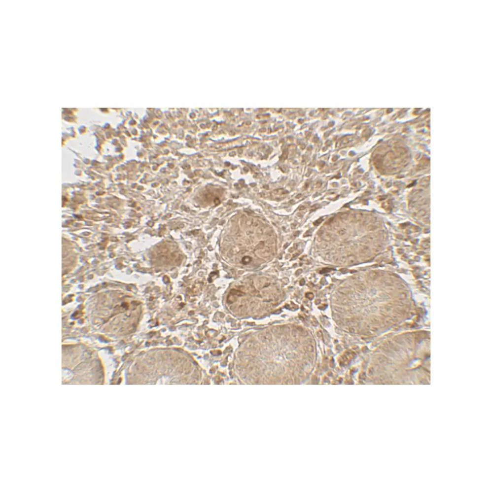 ProSci 7709 LAMTOR1 Antibody