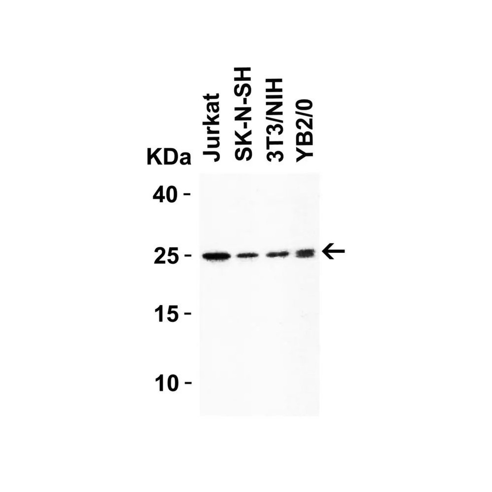 ProSci 7715 HMGB1 Antibody