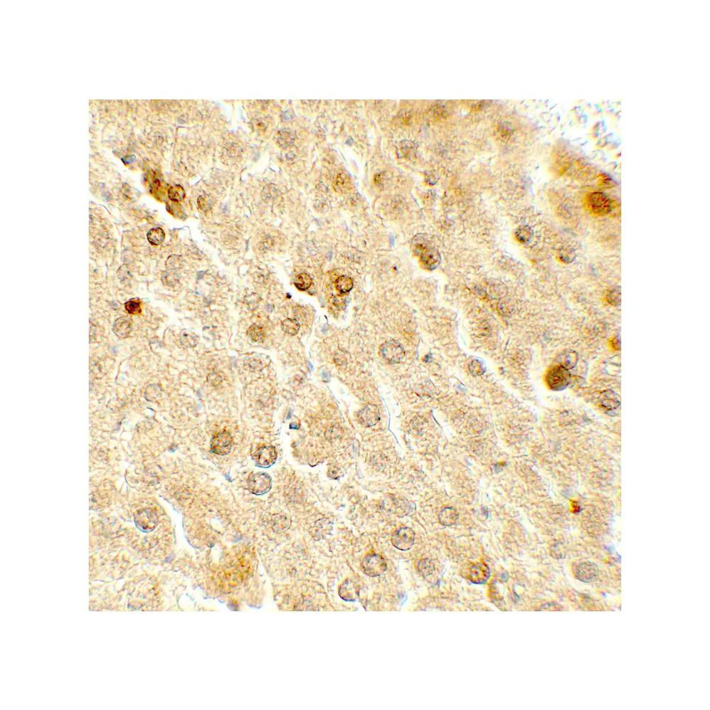 ProSci 7719 TAF9 Antibody