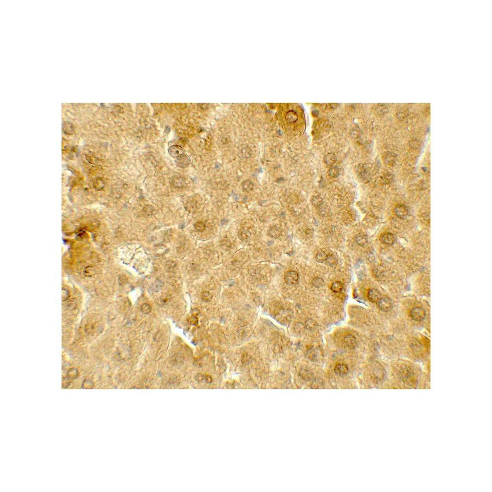 ProSci 7721 ME1 Antibody