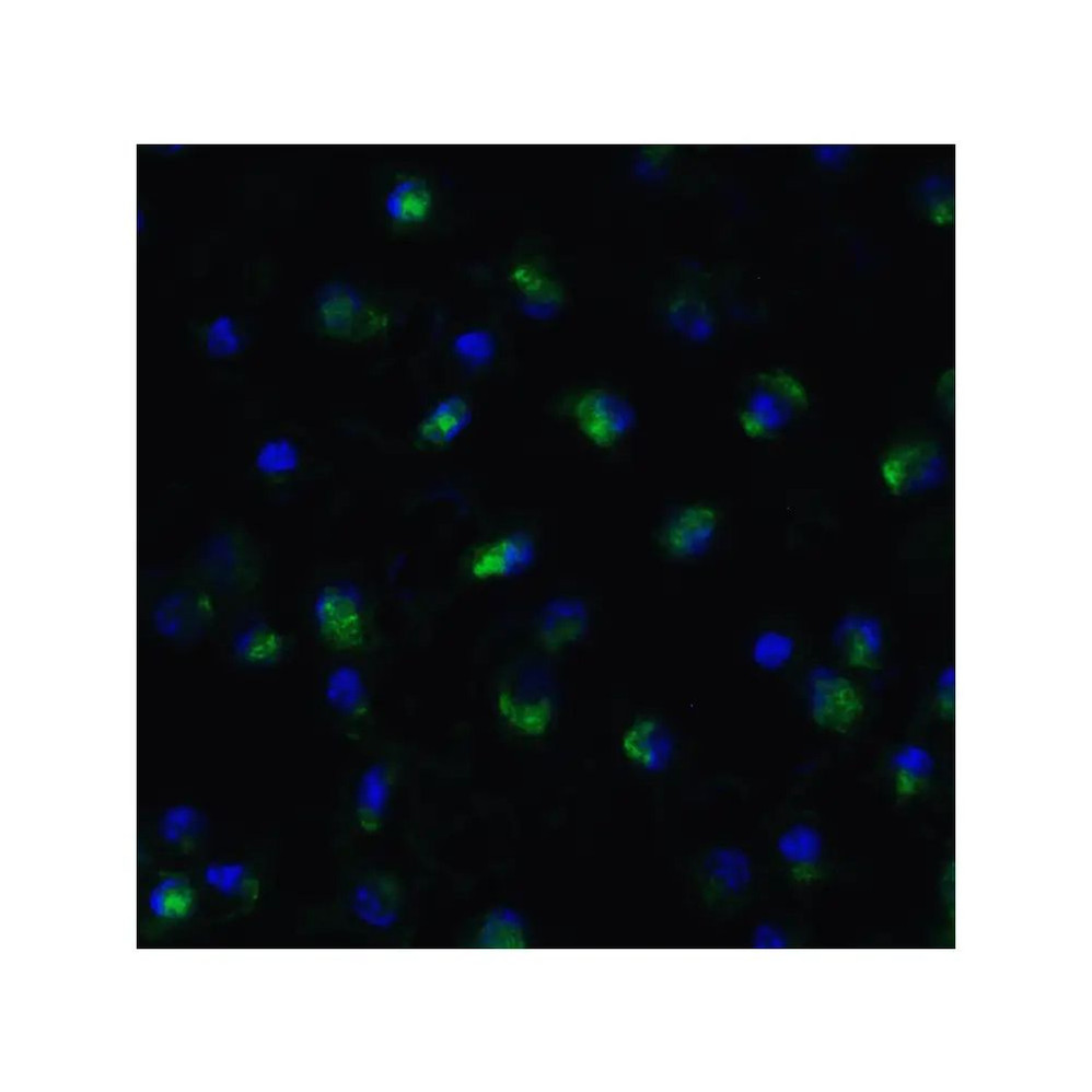 ProSci 7733 TET1 Antibody