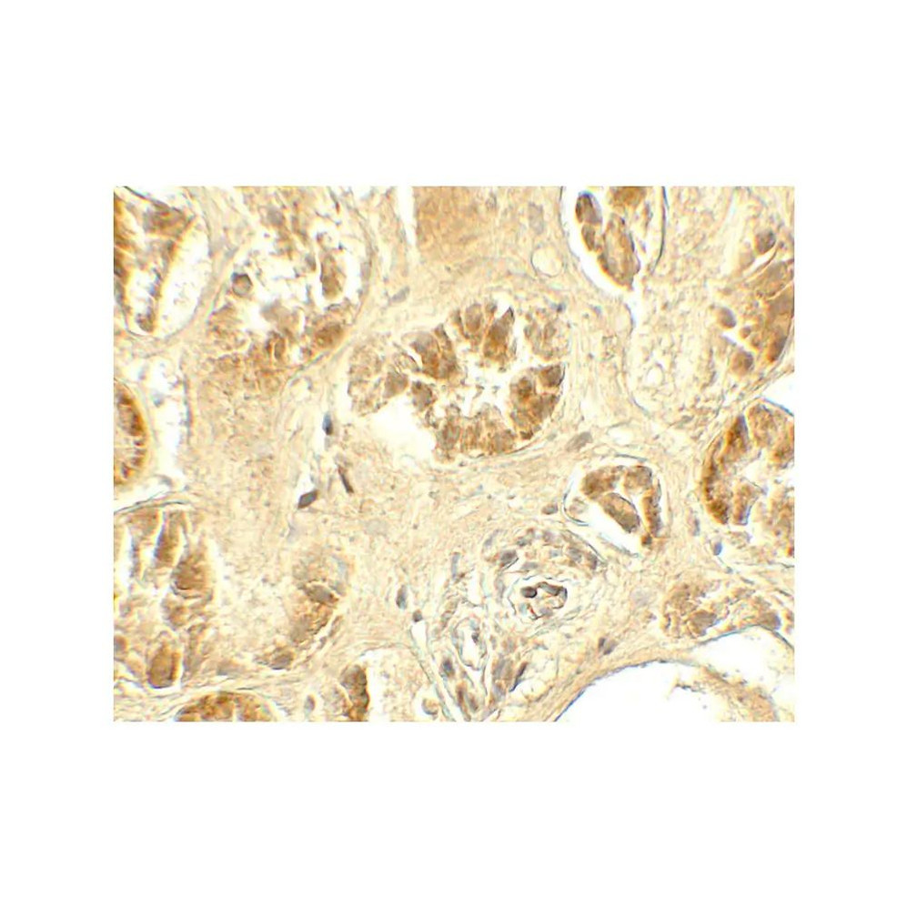 ProSci 7739 GDPD5 Antibody