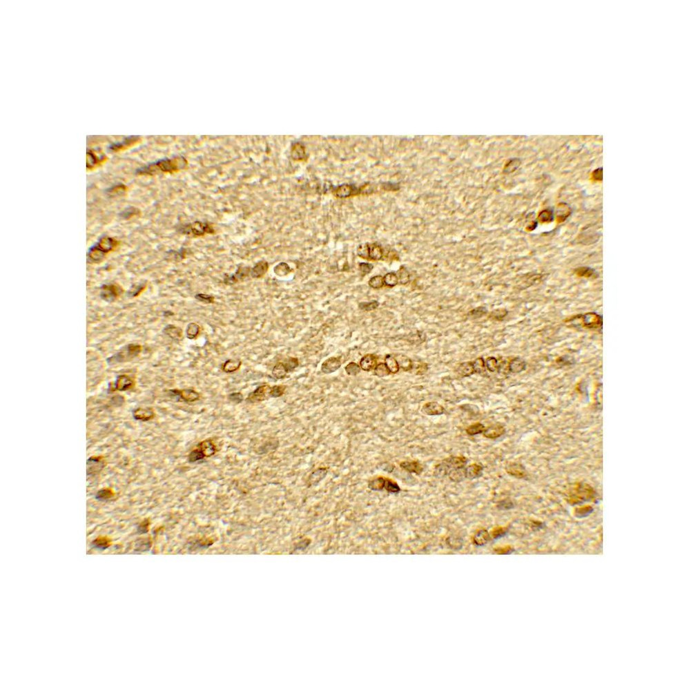 ProSci 7743 OLIG2 Antibody