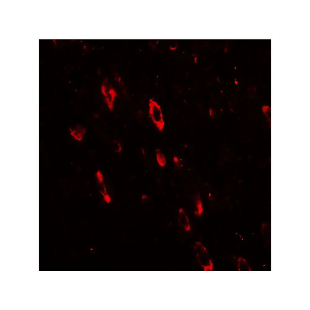 ProSci 7743 OLIG2 Antibody