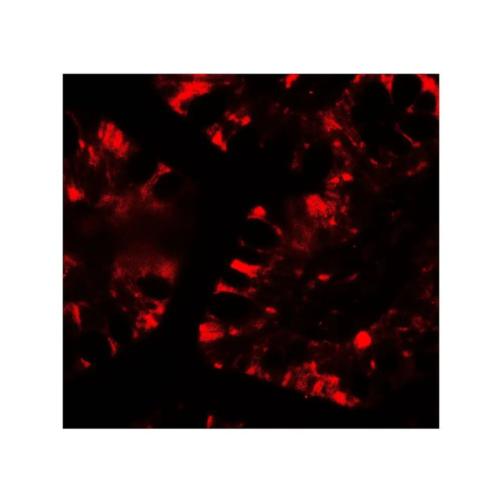 ProSci 7757 IFIT1 Antibody