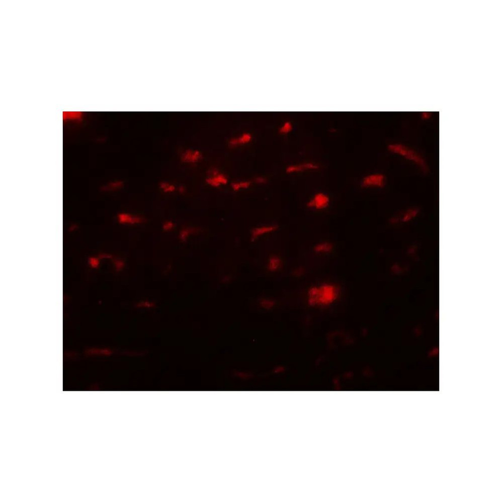 ProSci 7773 SMURF2 Antibody